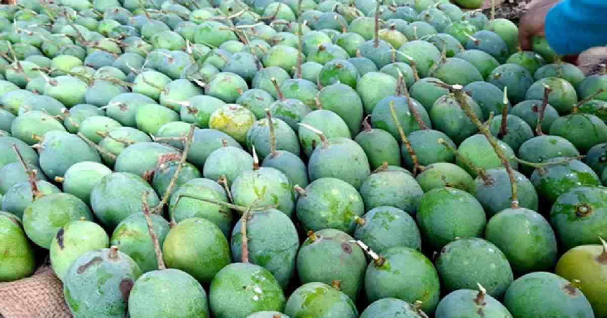 Mango export to Europe from Satkhira begins
